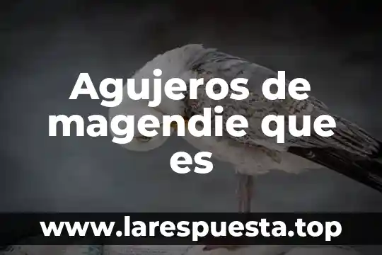 Agujeros de magendie que es