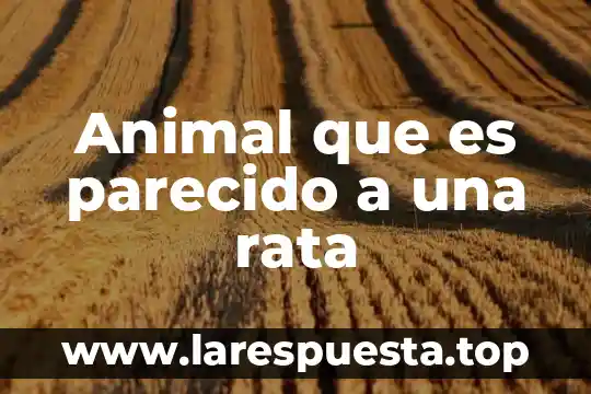 Animal que es parecido a una rata
