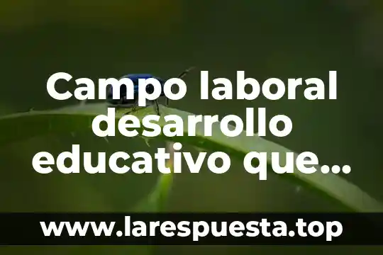 Qué es el derecho internacional y campo laboral 5 Campo laboral desarrollo educativo que es