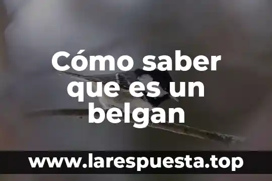 Cómo saber que es un belgan