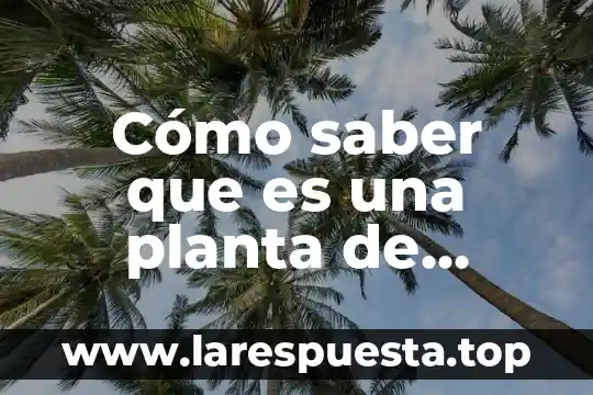 Cómo saber que es una planta de moringa