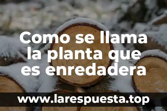 Como se llama la planta que es enredadera