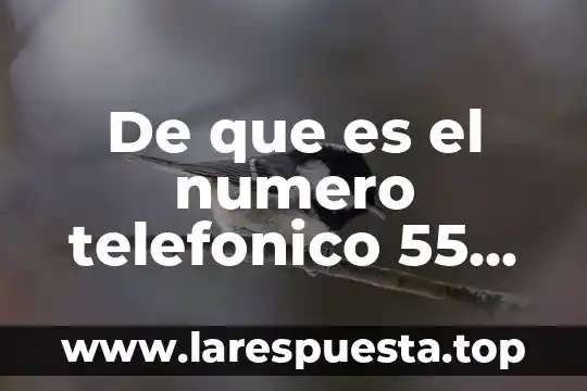 Qué es un número racional positivo 5 De que es el numero telefonico 55 16161ñ