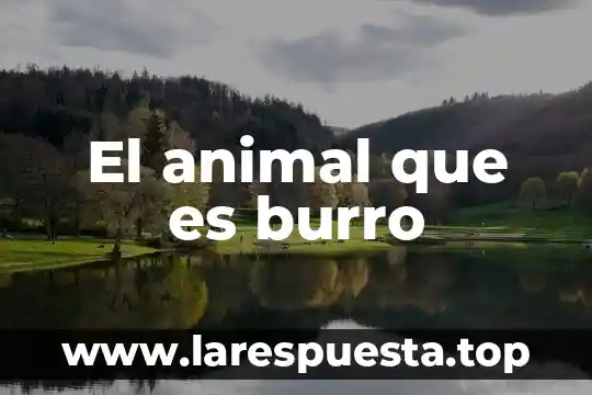 Qué es el animal racún 7 El animal que es burro