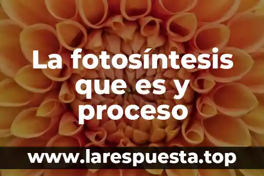 La fotosíntesis que es y proceso