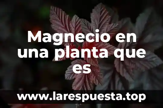 Magnecio en una planta que es