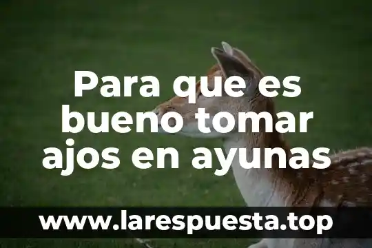 Para que es bueno el jengibre en ayunas 3 Para que es bueno tomar ajos en ayunas