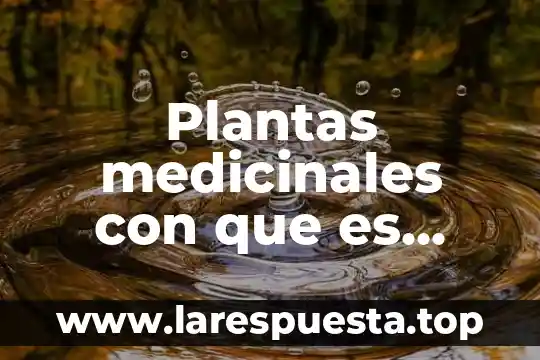 Que es bueno para el dolor muscular en la espalda 5 Plantas medicinales con que es quitar en dolor de muelas
