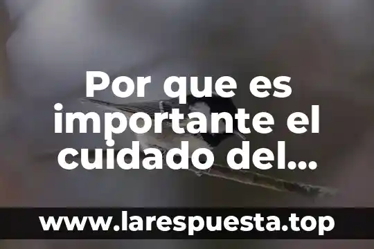 Por que es importante el cuidado del planeta