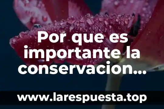 Por que es importante la conservacion del mantenimineto