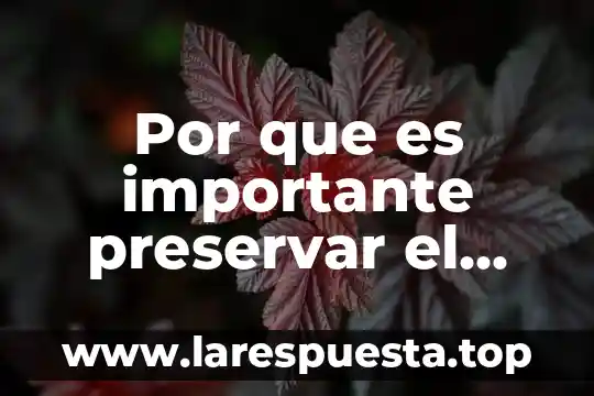 Por que es importante preservar el valle de los cirios