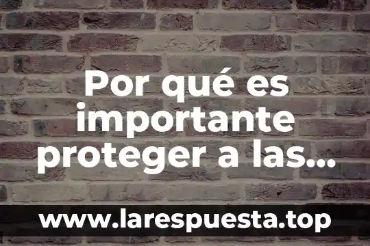 Por qué es importante proteger a las lechuzas