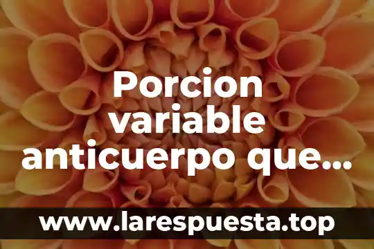 Que es el fondo variable 8 Porcion variable anticuerpo que es