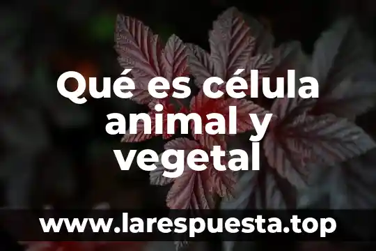 Qué es célula animal y vegetal