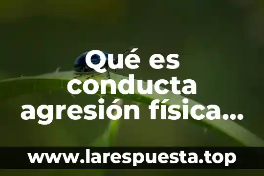 Qué es conducta agresión física y verbal según Freud