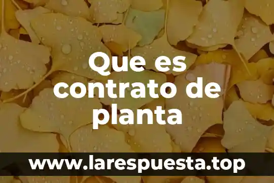 Planta de trabajo estable que es 8 Que es contrato de planta