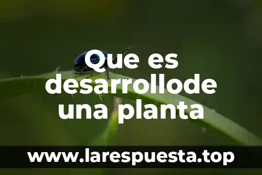 Que es la planta de techos 4 Que es desarrollode una planta