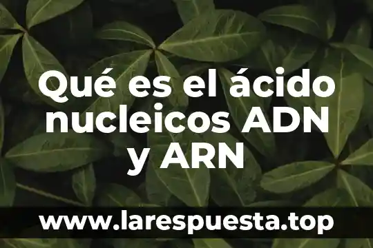 Qué es un ácido según Brönsted y Lowry 4 Qué es el ácido nucleicos ADN y ARN