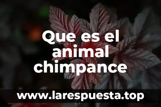Que es el animal chimpance