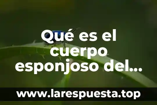 Que es joule en el cuerpo 5 Qué es el cuerpo esponjoso del pene