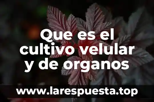 Que es cultivo primario de celulas 6 Que es el cultivo velular y de organos