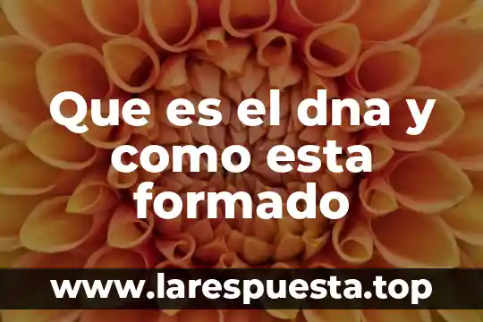 Que es definicion de la replicacion de dna 3 Que es el dna y como esta formado