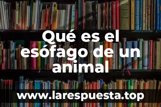 Qué es el esófago de un animal