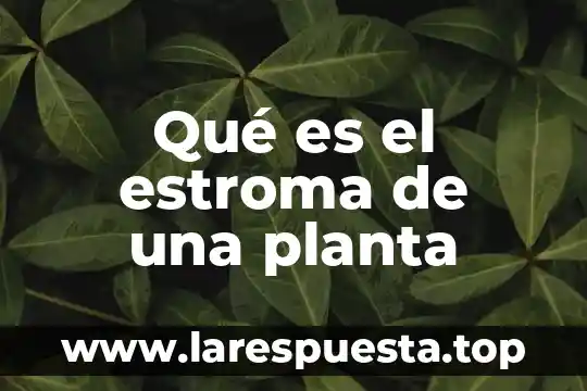 Que es la yuca planta 5 Qué es el estroma de una planta