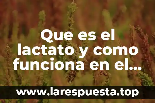 Que es hacienda y como funciona 3 Que es el lactato y como funciona en el metabolismo