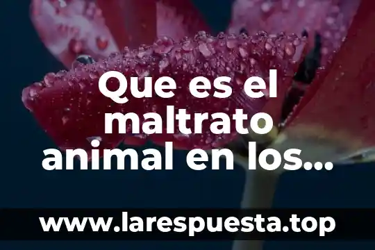 Que es el maltrato animal en los circos