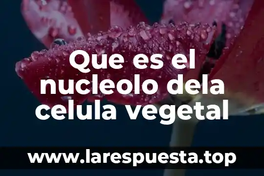 Que es el nucleolo dela celula vegetal