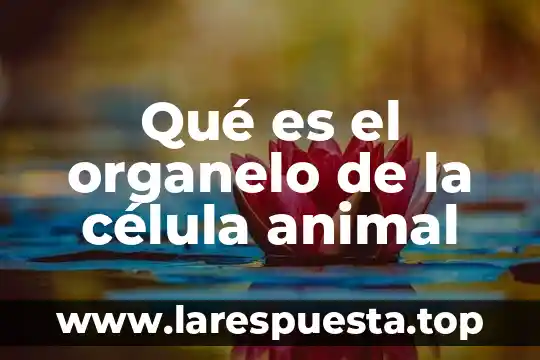 Qué es el organelo de la célula animal