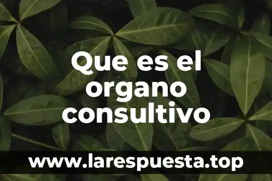 Que es organo circunventricular 8 Que es el organo consultivo