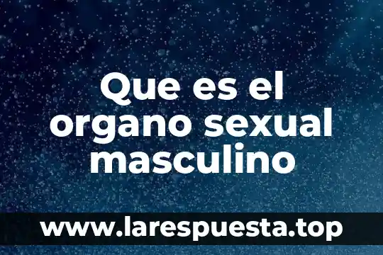Que es organo circunventricular 3 Que es el organo sexual masculino