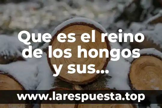 Que es el reino protista ejemplos 6 Que es el reino de los hongos y sus caracteristicas