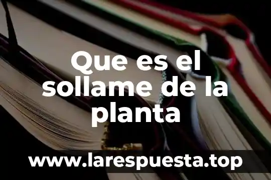 Que es el sollame de la planta