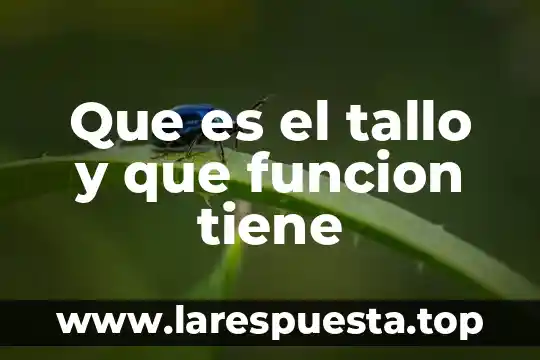 Qué es la grenetina y qué funciones tiene 8 Que es el tallo y que funcion tiene