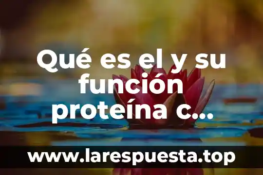 Qué es el y su función proteína c reactivo