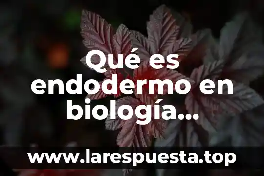 Qué es endodermo en biología función y composición