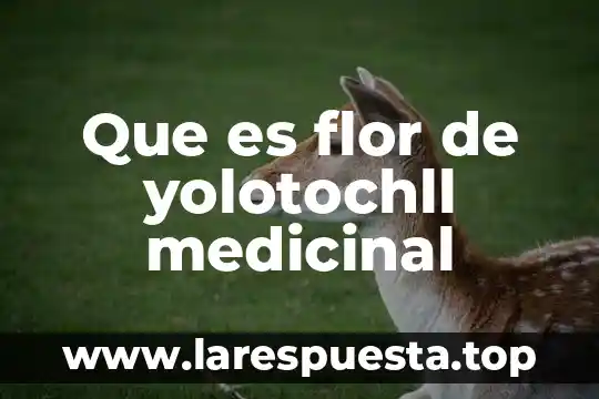 Que es flor de yolotochll medicinal