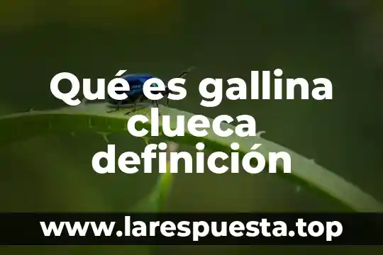 Qué es gallina clueca definición