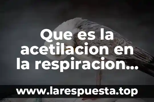 Que es la respiracion natural 6 Que es la acetilacion en la respiracion celular