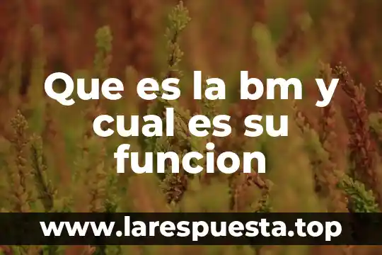 Que es la sustancia gris y cual es su funcion 3 Que es la bm y cual es su funcion