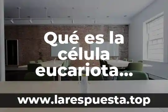 Qué es el núcleo de la célula eucariota y procariota 4 Qué es la célula eucariota animal
