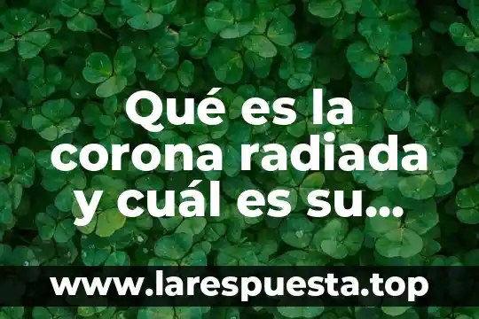 Qué es la corona radiada y cuál es su función