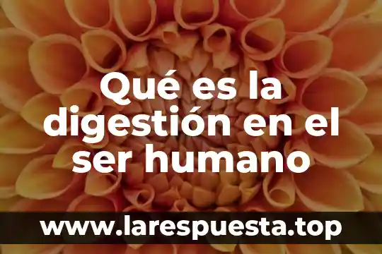 Qué es la digestión en el ser humano