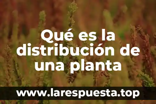 Qué es la distribución de una planta