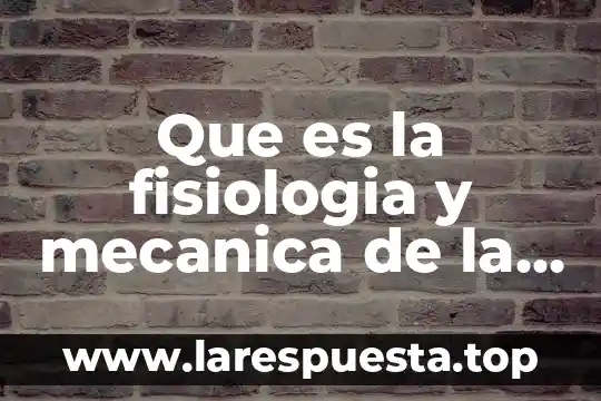 Que es la respiracion natural 3 Que es la fisiologia y mecanica de la respiracion