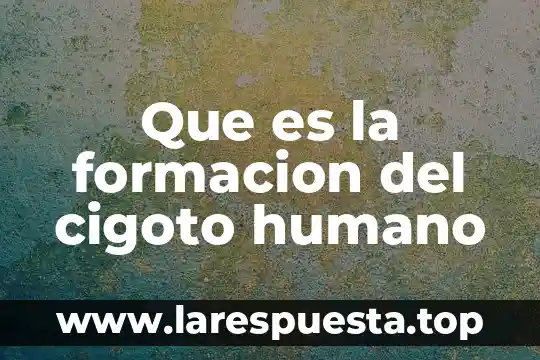 Que es la formacion del cigoto humano