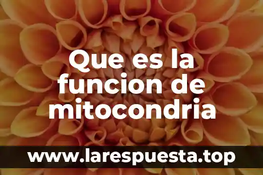 Que es la funcion de mitocondria